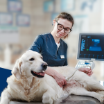 Médico-veterinário realizando exame de ultrassonografia em cachorro com mucocele biliar.