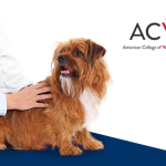 Novo consenso do ACVIM sobre enteropatias crônicas em cães