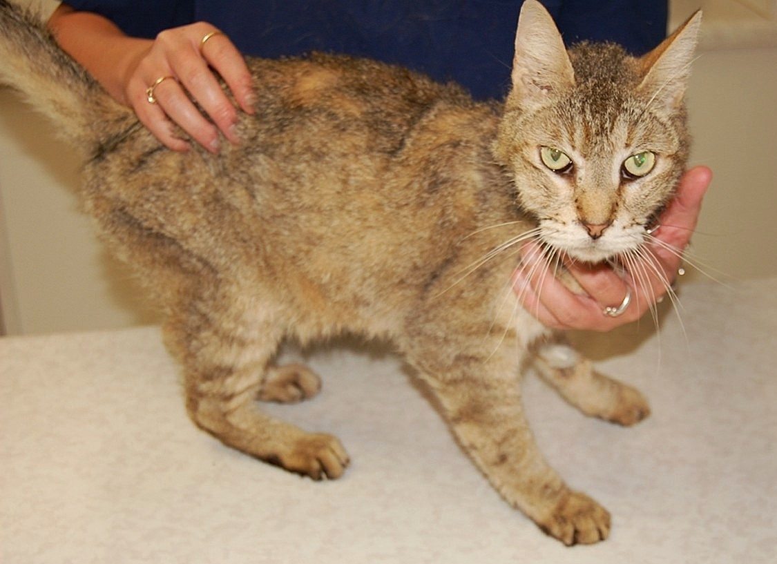 Gato de 13 anos com hipertireoidismo.