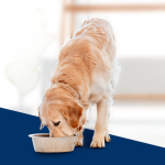 Cachorro se alimentando.