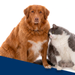Novas definições para obesidade em cães e gatos.