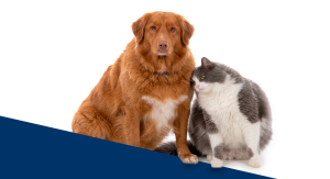 Novas definições para obesidade em cães e gatos.