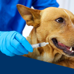 Vermifugação preventiva de cães e gatos.