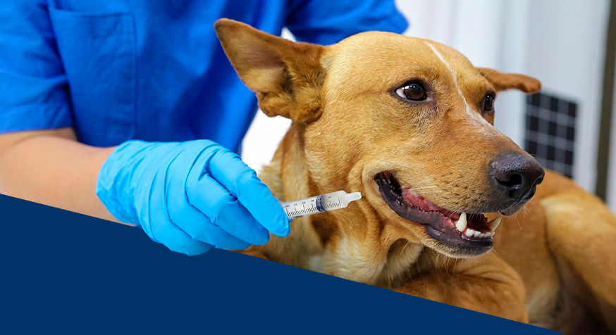 Vermifugação preventiva de cães e gatos.