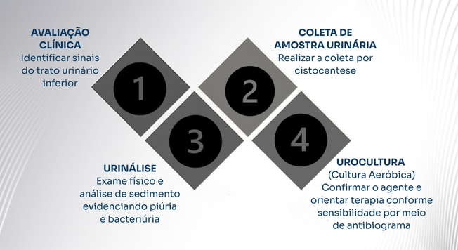 : Ilustração da conduta diagnóstica nos pacientes com sinais clínicos de infecção do trato urinário (ITU).