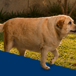 Cão labrador obeso.