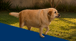 Cão labrador obeso.