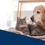 Cão e gato idoso.