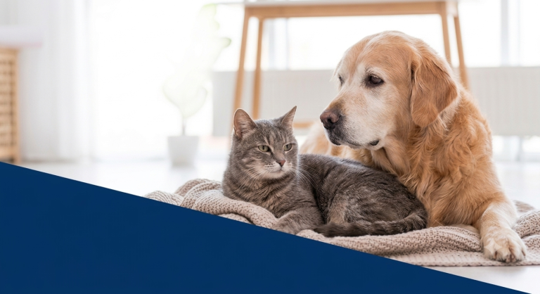 Cão e gato idoso.